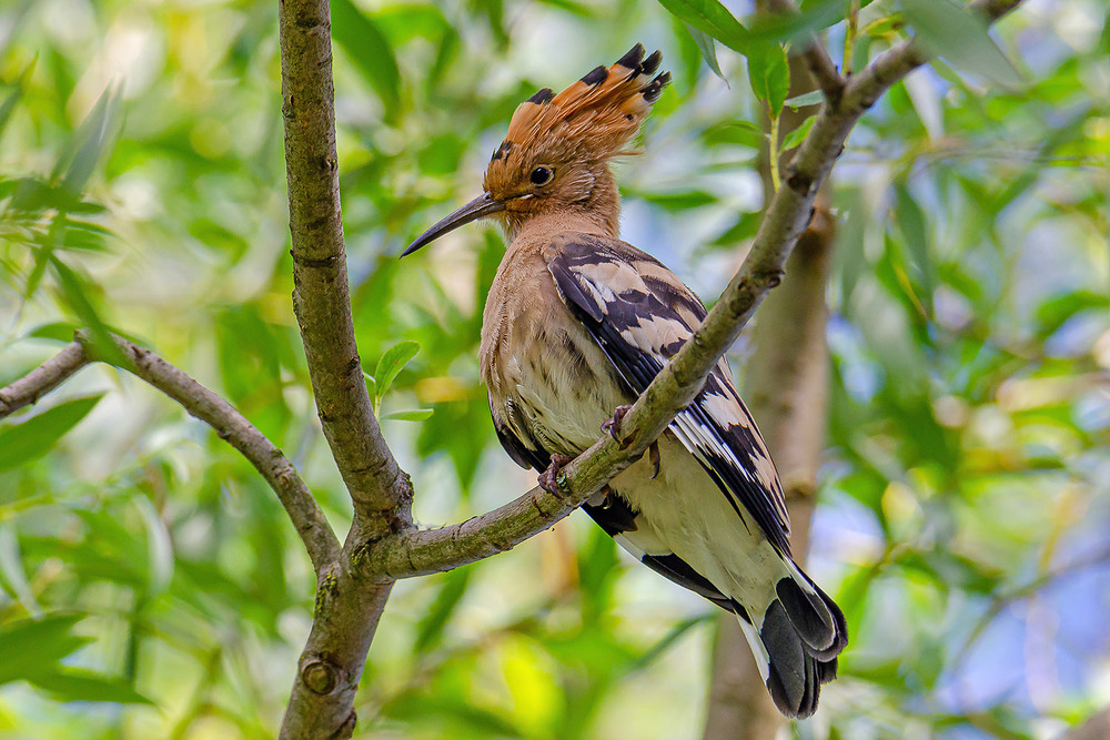 Фотографія Удод позирует / Оксана Маховская / photographers.ua