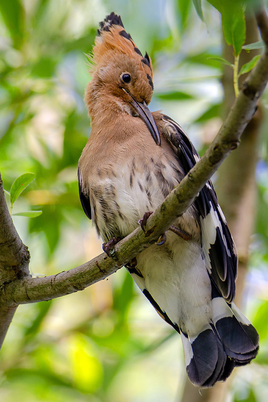 Фотографія Кокетливый удод / Оксана Маховская / photographers.ua