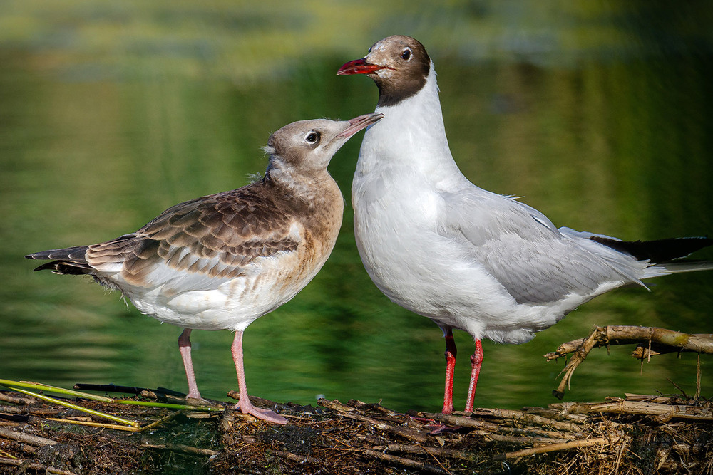 Фотографія Мам! Дай покушать!.. / Оксана Маховская / photographers.ua