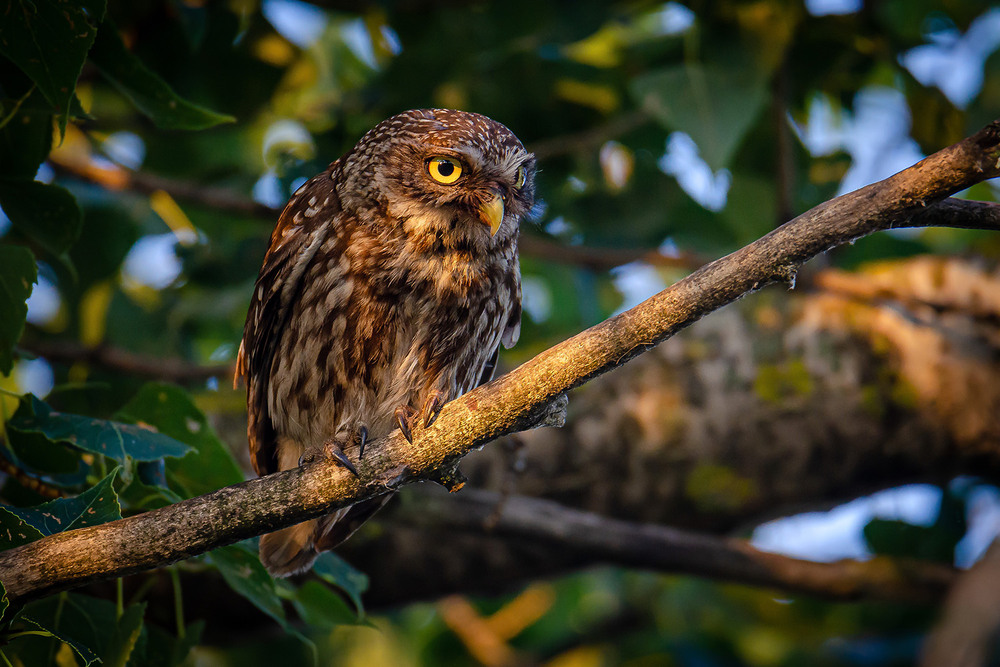 Фотографія Жёлтый глаз сыча / Оксана Маховская / photographers.ua
