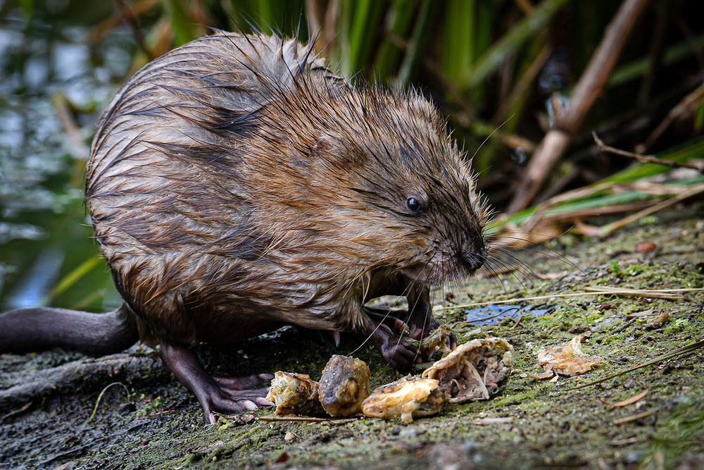 Фотографія Угощение для ондатры / Оксана Маховская / photographers.ua