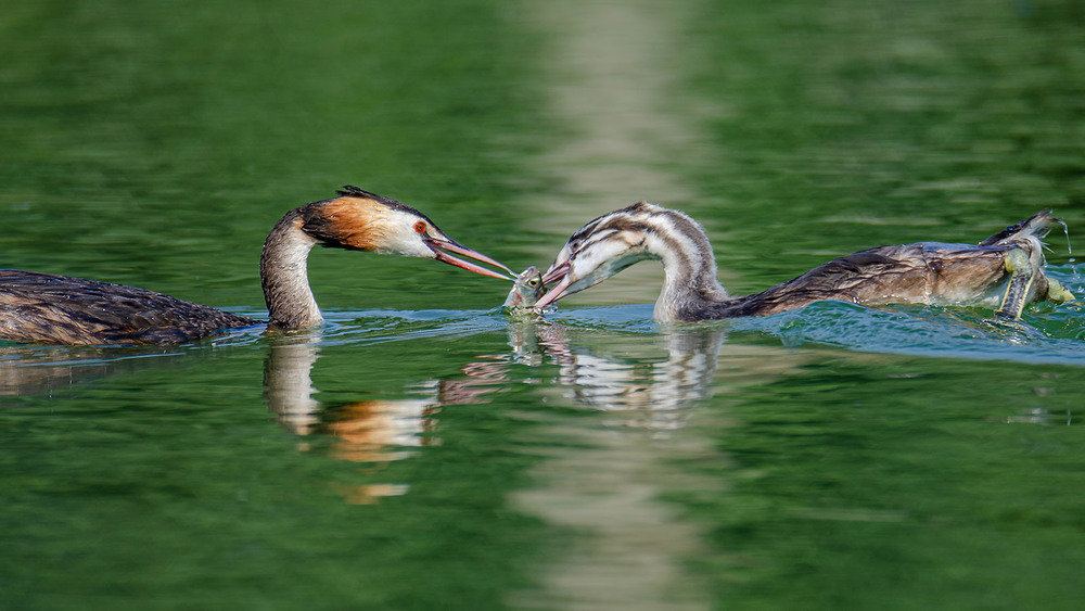 Фотографія Чомги, кормление подростка / Оксана Маховская / photographers.ua