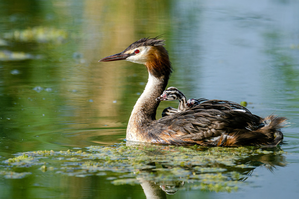 Фотографія Мамаша-кораблик / Оксана Маховская / photographers.ua