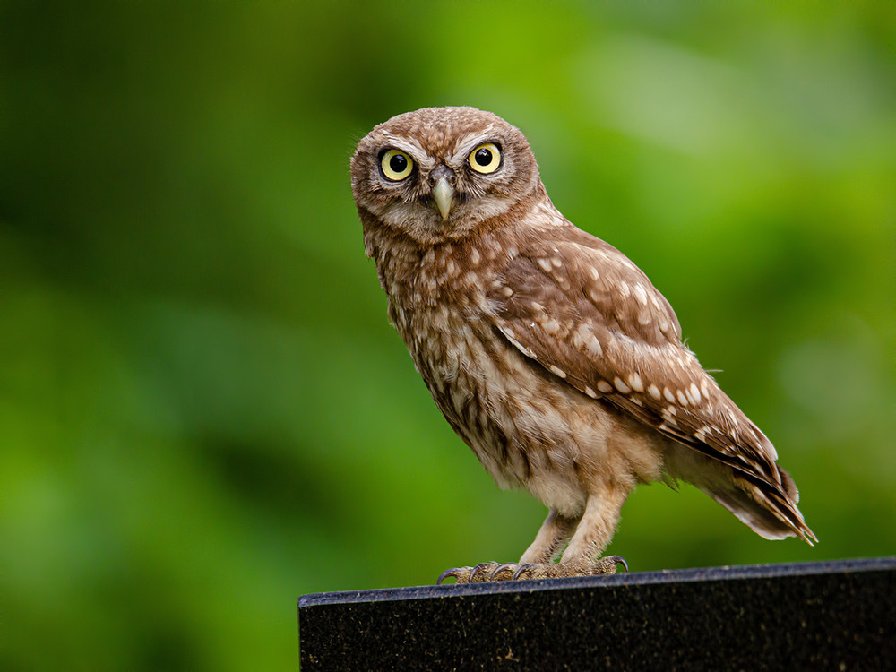 Фотографія Грозный сыч / Оксана Маховская / photographers.ua