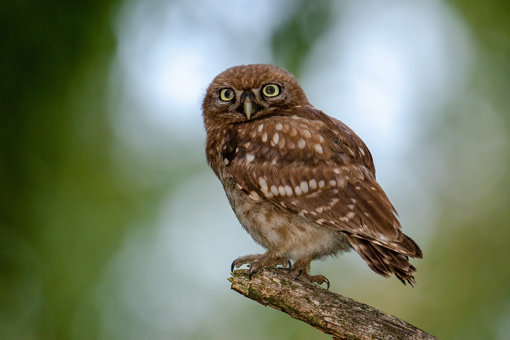Фотографія Смотрящий вдаль / Оксана Маховская / photographers.ua