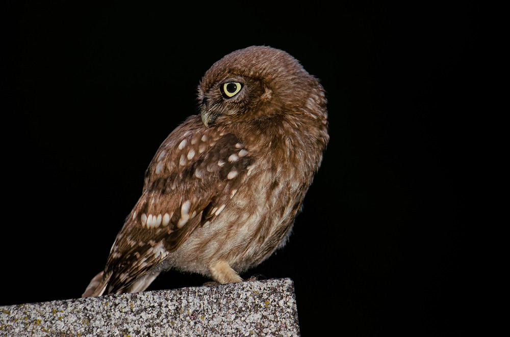 Фотографія Портрет сыча на чёрном / Оксана Маховская / photographers.ua