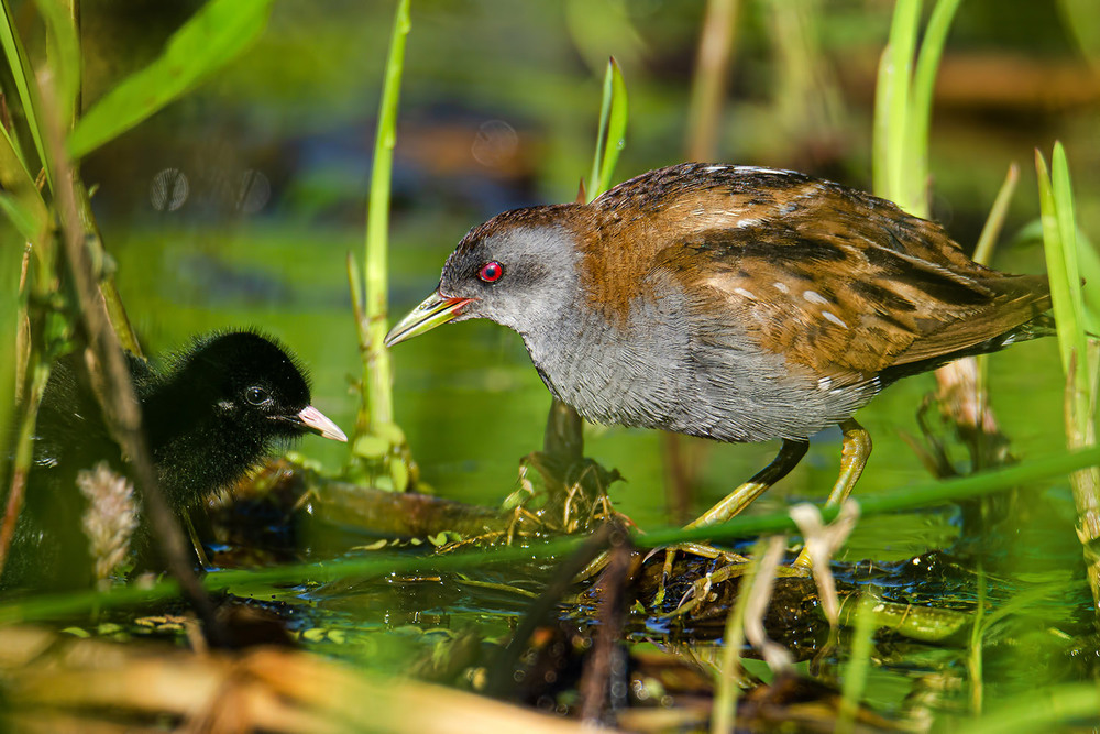 Фотографія Малые погоныши, отец и детка. / Оксана Маховская / photographers.ua