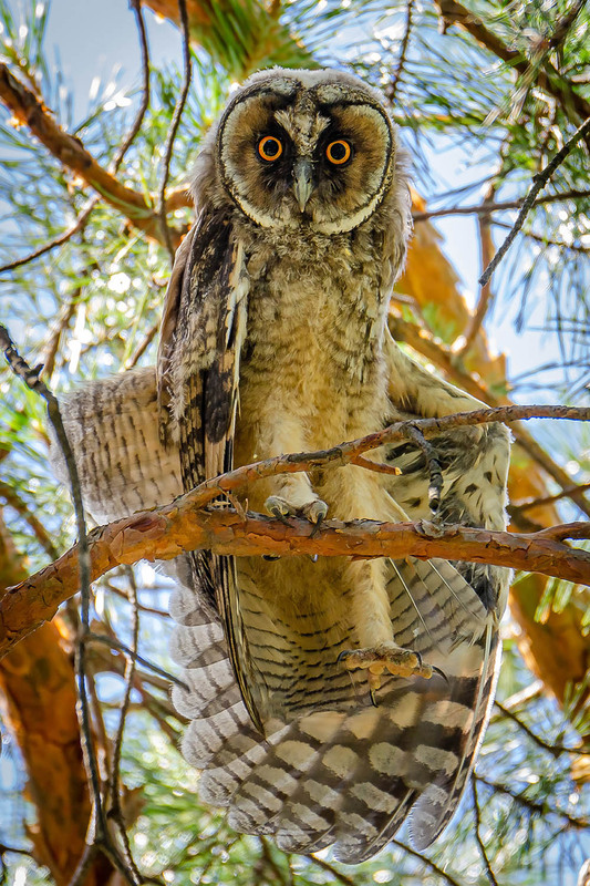 Фотографія Подросток ушастой совы / Оксана Маховская / photographers.ua