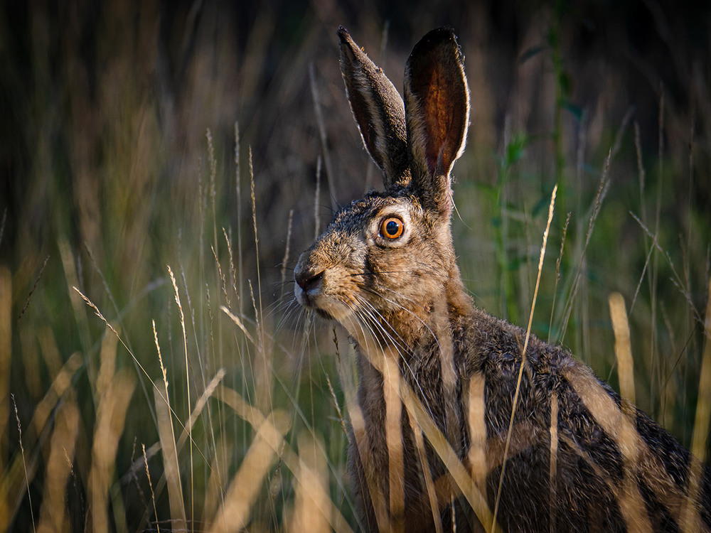 Фотографія Ушастое удивление / Оксана Маховская / photographers.ua