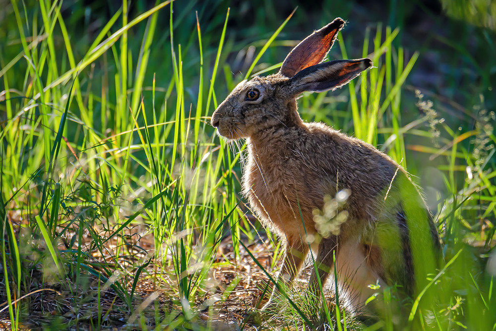 Фотографія Ушастый в контровом свете / Оксана Маховская / photographers.ua