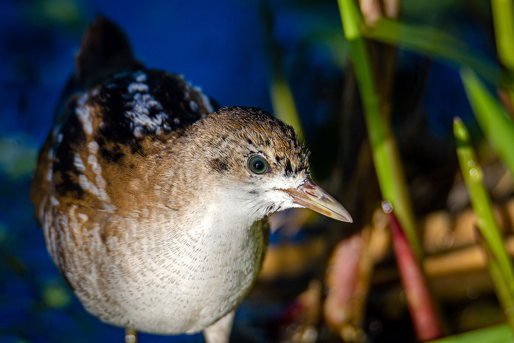 Фотографія Взгляд погоныша / Оксана Маховская / photographers.ua