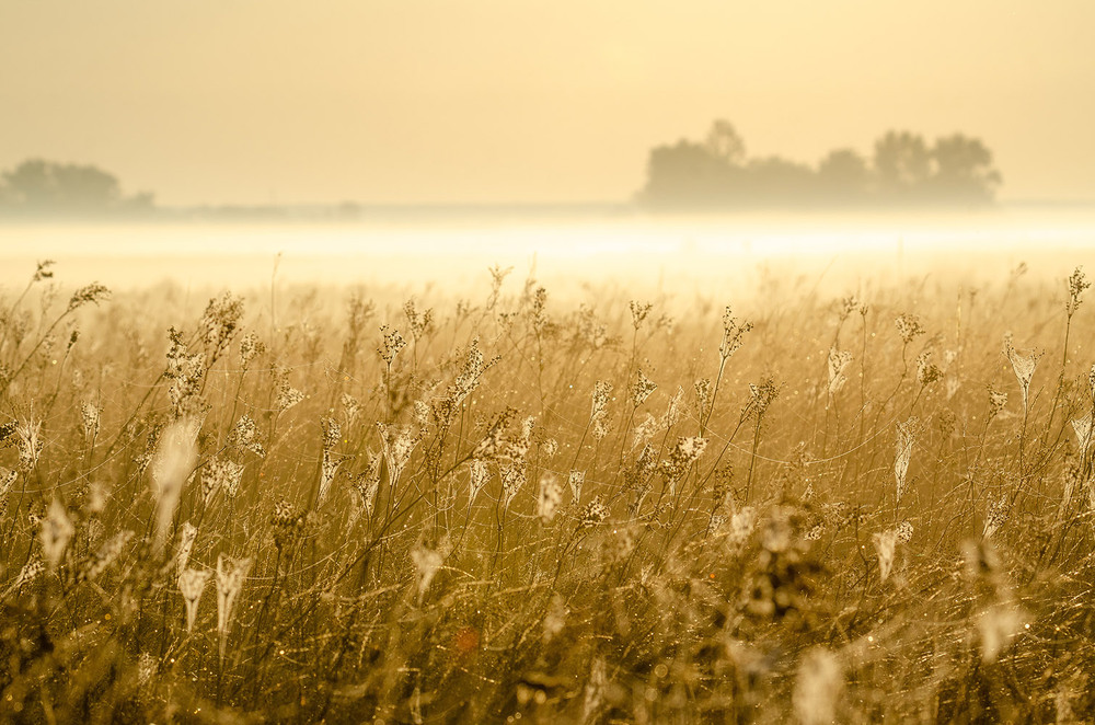 Фотографія Золотой туман / Оксана Маховская / photographers.ua