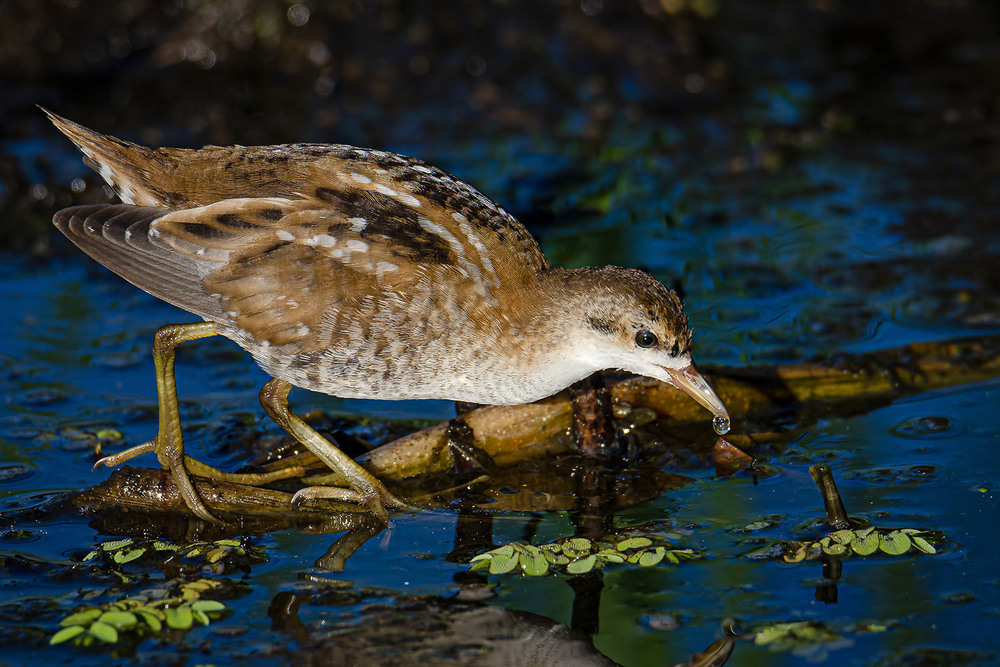 Фотографія Малый погоныш с капелькой / Оксана Маховская / photographers.ua