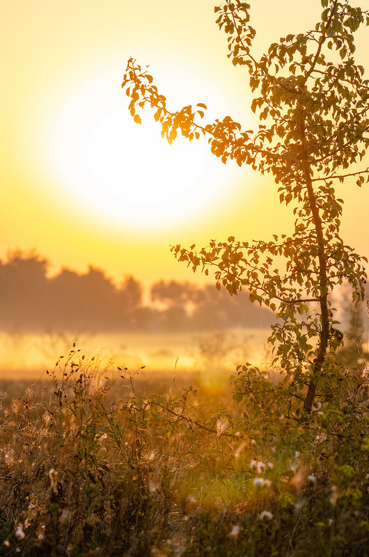 Фотографія Деревце в утреннем золоте / Оксана Маховская / photographers.ua
