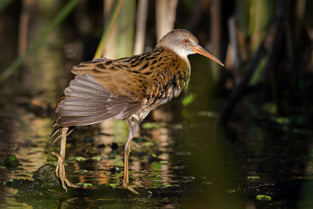 Фотографія Молодой пастушок позирует / Оксана Маховская / photographers.ua