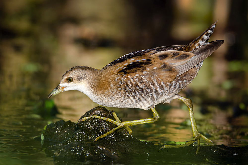 Фотографія Шаг погоныша / Оксана Маховская / photographers.ua