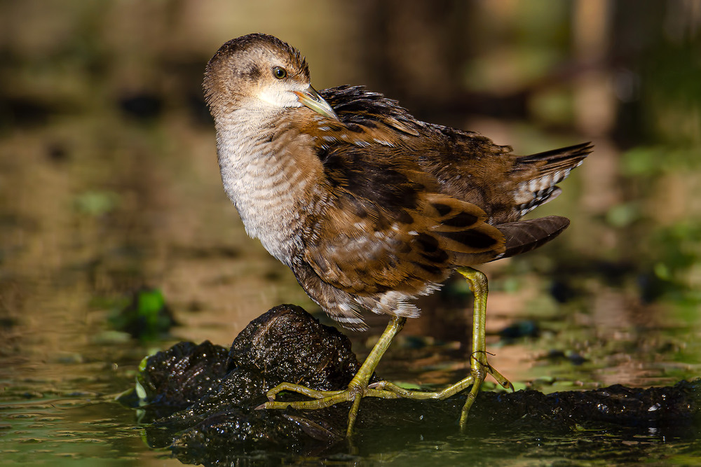 Фотографія Малый погоныш, подросток. / Оксана Маховская / photographers.ua