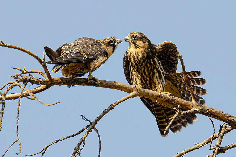 Фотографія Общение молодых чеглоков / Оксана Маховская / photographers.ua