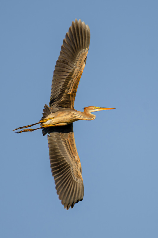 Фотографія Рыжая цапля, размах крыльев. / Оксана Маховская / photographers.ua