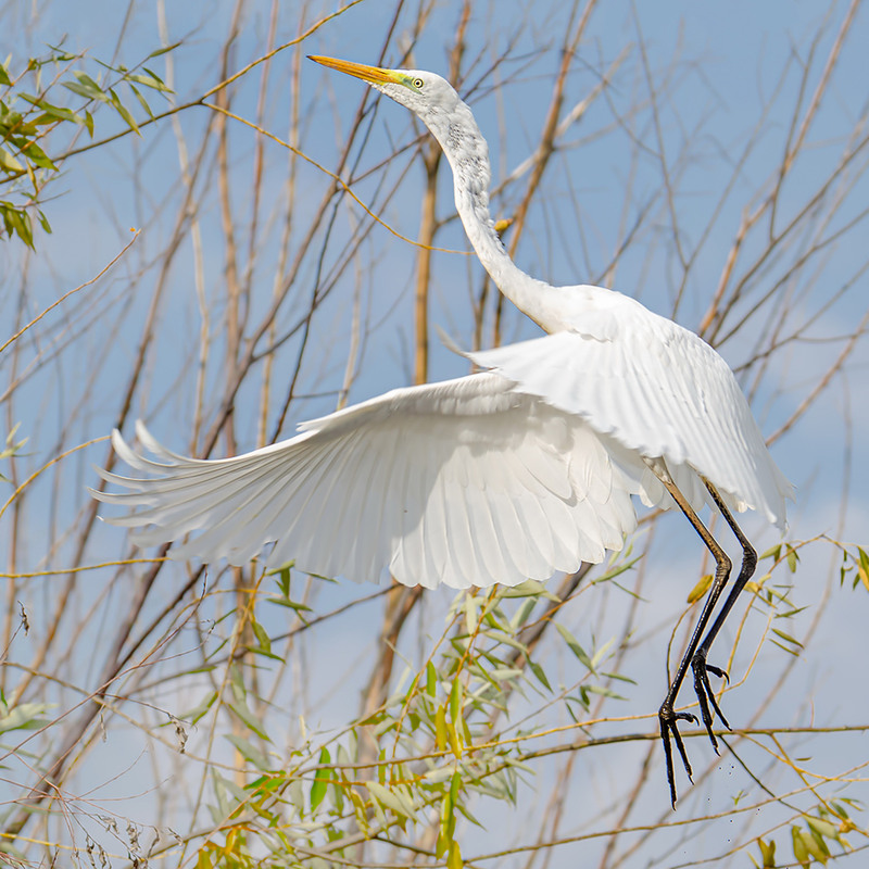 Фотографія Испуг белой цапли / Оксана Маховская / photographers.ua