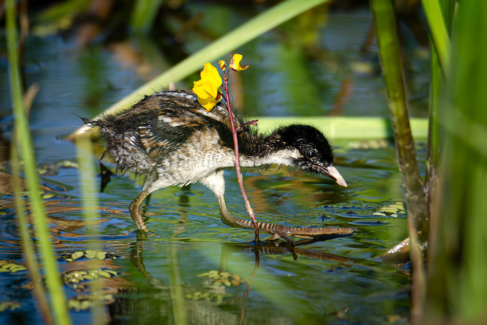 Фотографія Молодой погоныш с цветочком / Оксана Маховская / photographers.ua