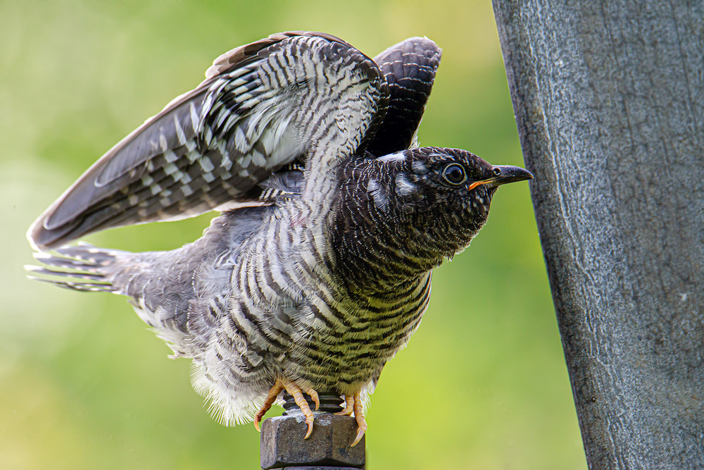 Фотографія Потягушки кукушонка / Оксана Маховская / photographers.ua