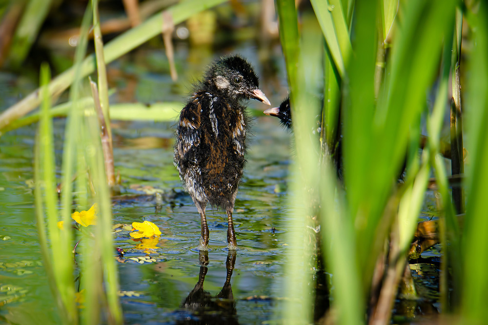 Фотографія Чего тебе? / Оксана Маховская / photographers.ua