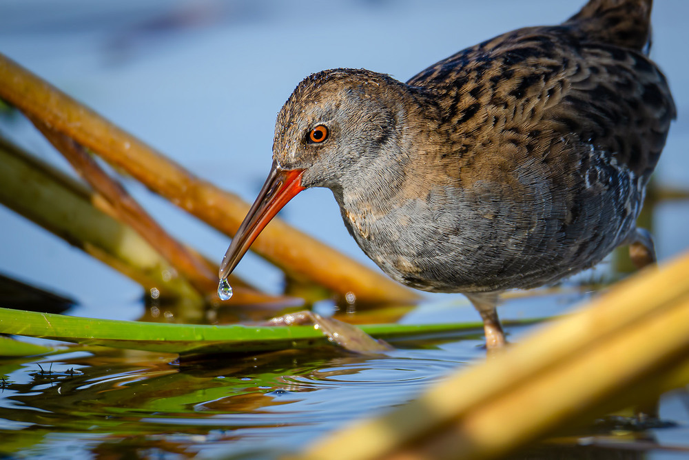 Фотографія Пастушок с капелькой / Оксана Маховская / photographers.ua