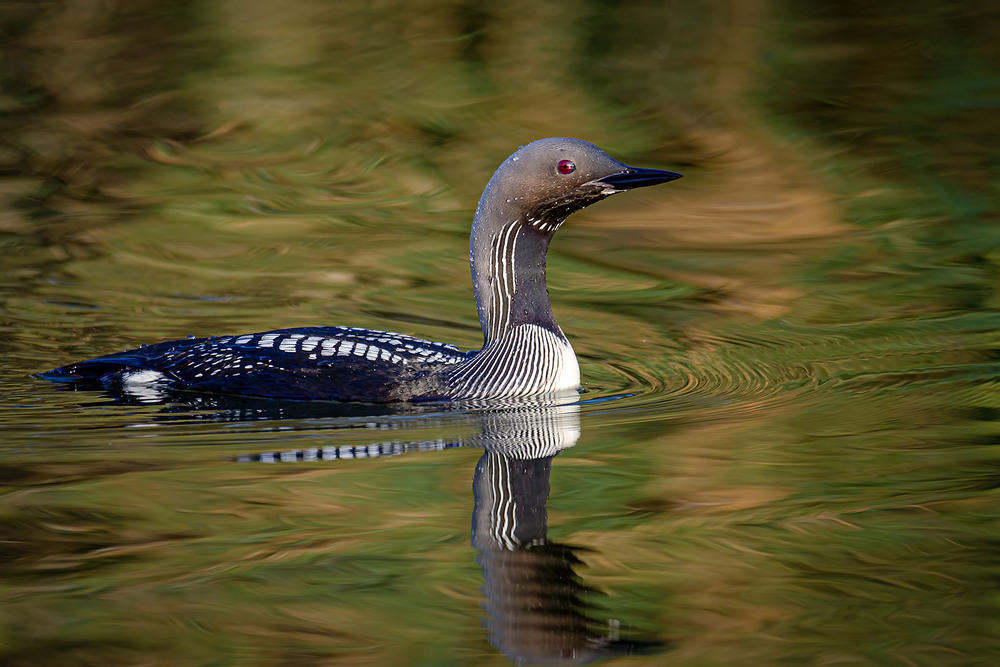 Фотографія Рубиновый глаз гагары / Оксана Маховская / photographers.ua