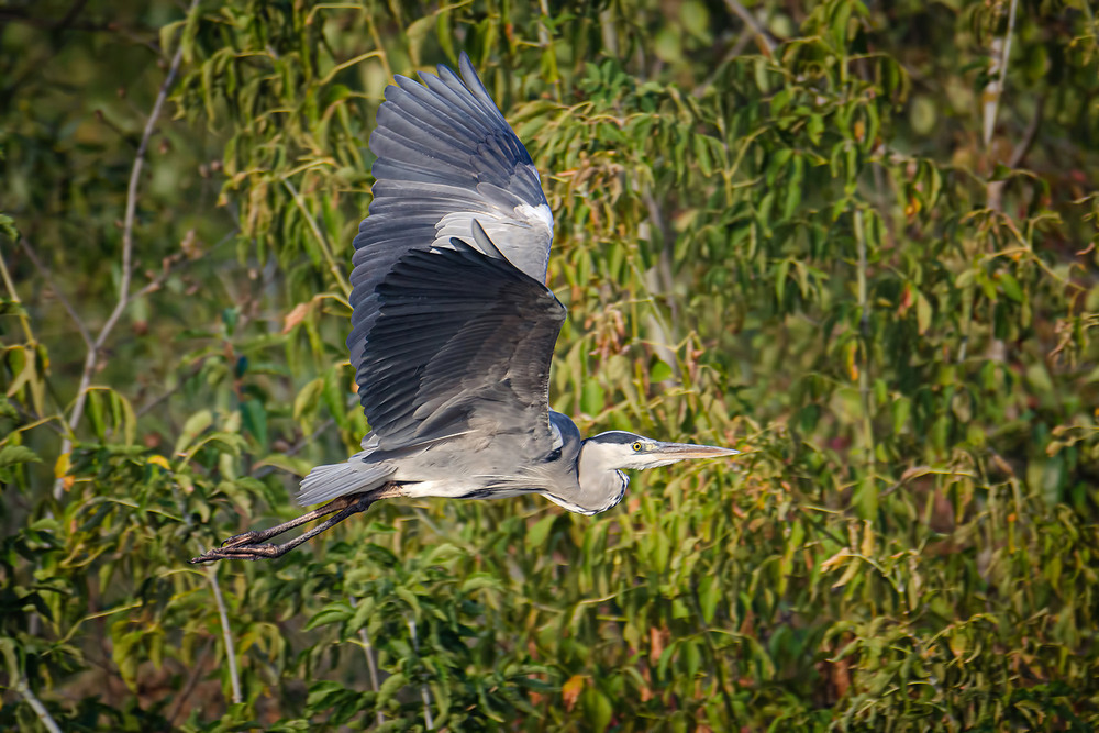 Фотографія Серая в зелёном / Оксана Маховская / photographers.ua