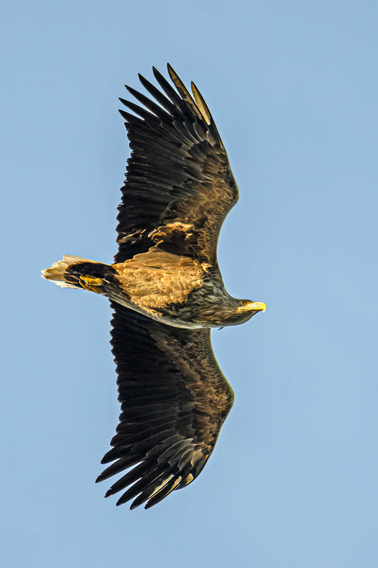 Фотографія Утренний орлан / Оксана Маховская / photographers.ua
