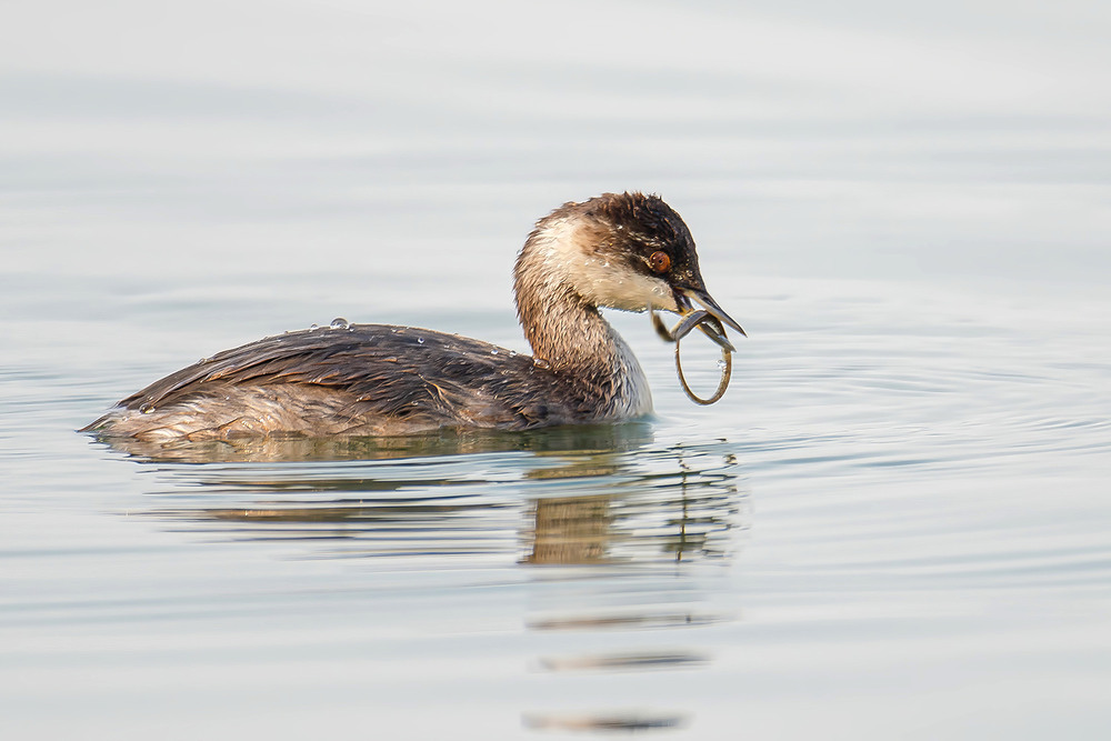 Фотографія Черношейная поганка с рыбой-иглой / Оксана Маховская / photographers.ua