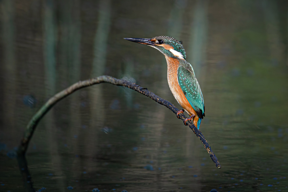 Фотографія Самочка зимородка / Оксана Маховская / photographers.ua