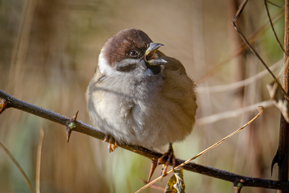 Фотографія Полевой воробышек / Оксана Маховская / photographers.ua