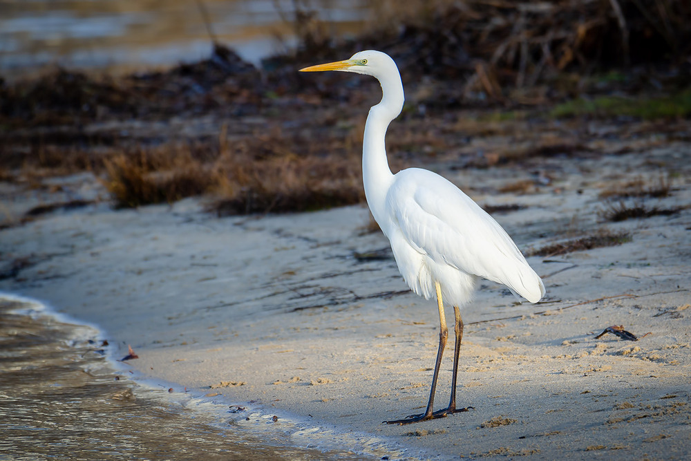Фотографія Белоснежная / Оксана Маховская / photographers.ua