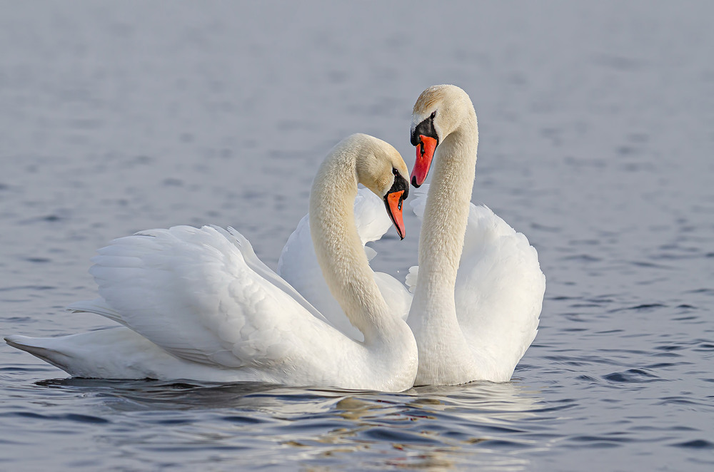 Фотографія Нежные отношения / Оксана Маховская / photographers.ua