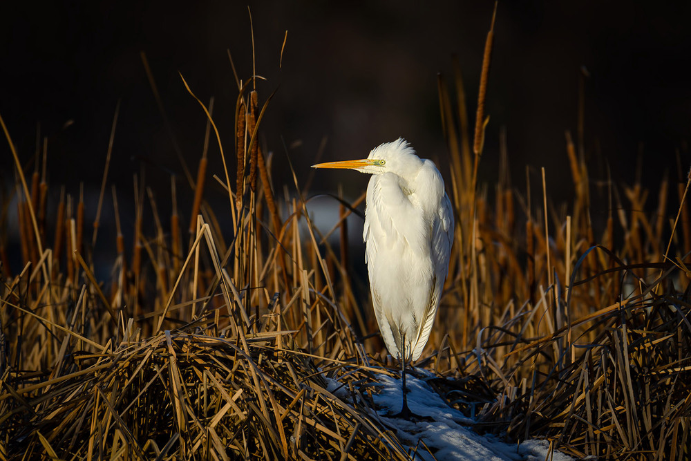 Фотографія Цапля апрельского утра / Оксана Маховская / photographers.ua