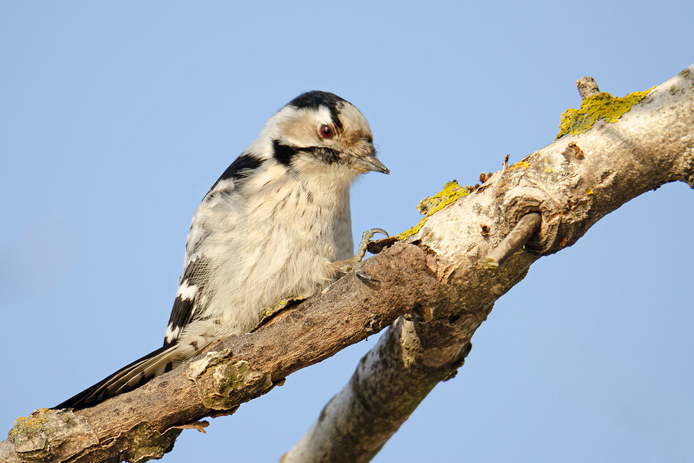 Фотографія Портрет самочки малого пёстрого / Оксана Маховская / photographers.ua