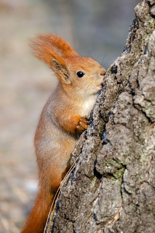 Фотографія Дерево на вкус / Оксана Маховская / photographers.ua