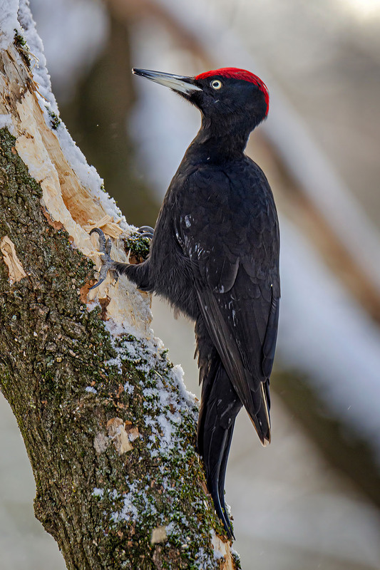 Фотографія Февральский чёрный дятел / Оксана Маховская / photographers.ua