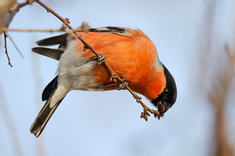 Фотографія Завтрак снегиря / Оксана Маховская / photographers.ua