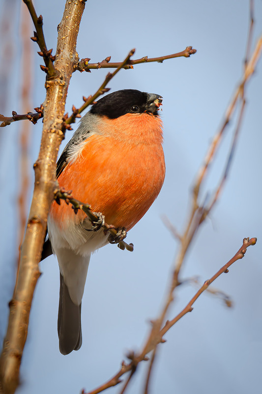 Фотографія Огненная грудка / Оксана Маховская / photographers.ua