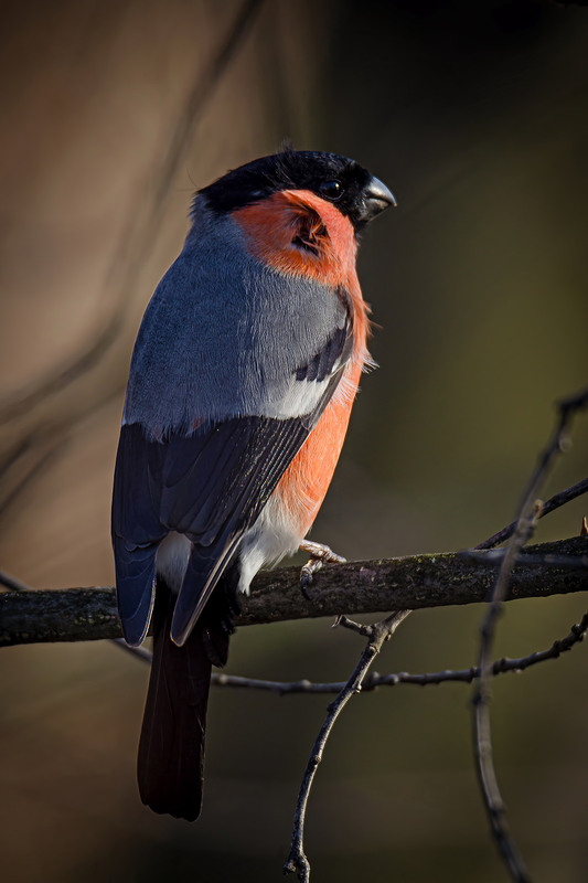 Фотографія Серая спинка / Оксана Маховская / photographers.ua