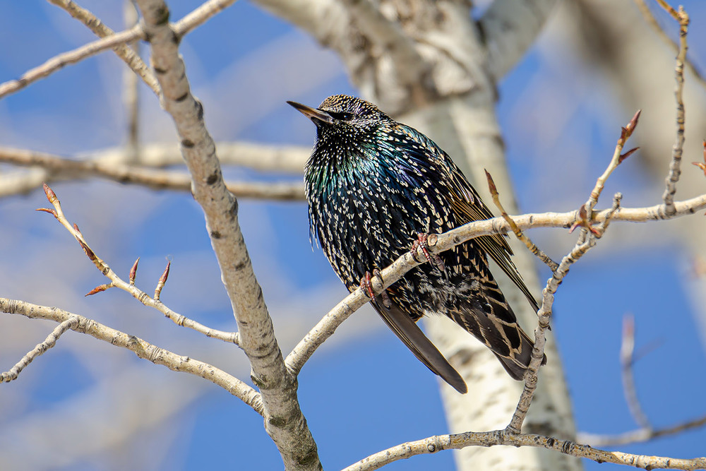 Фотографія Весенний вестник / Оксана Маховская / photographers.ua