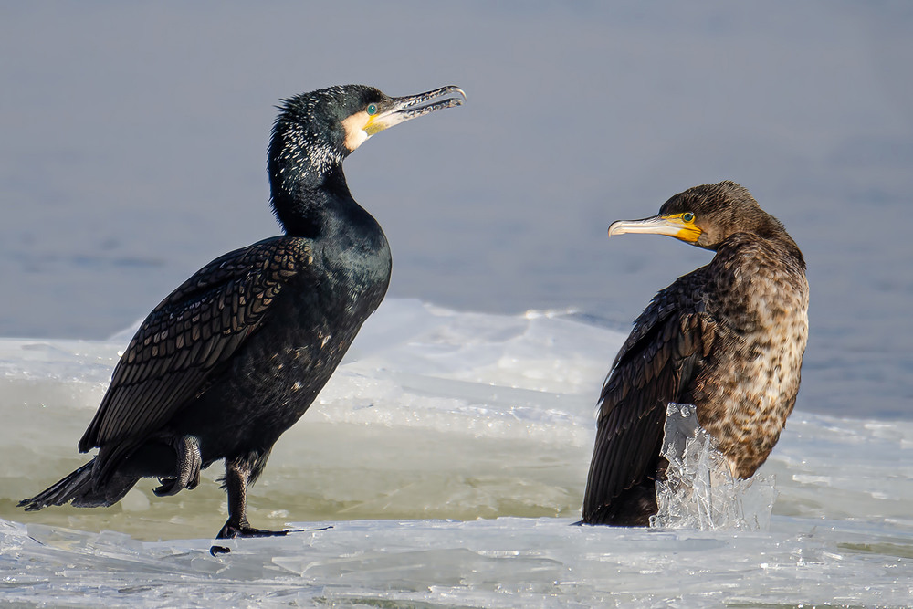 Фотографія Беседа / Оксана Маховская / photographers.ua