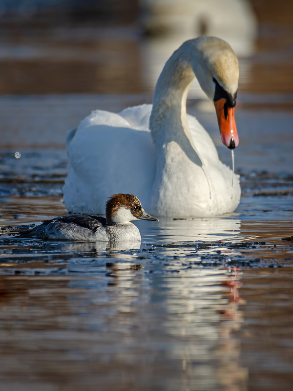 Фотографія Луток и лебедь / Оксана Маховская / photographers.ua