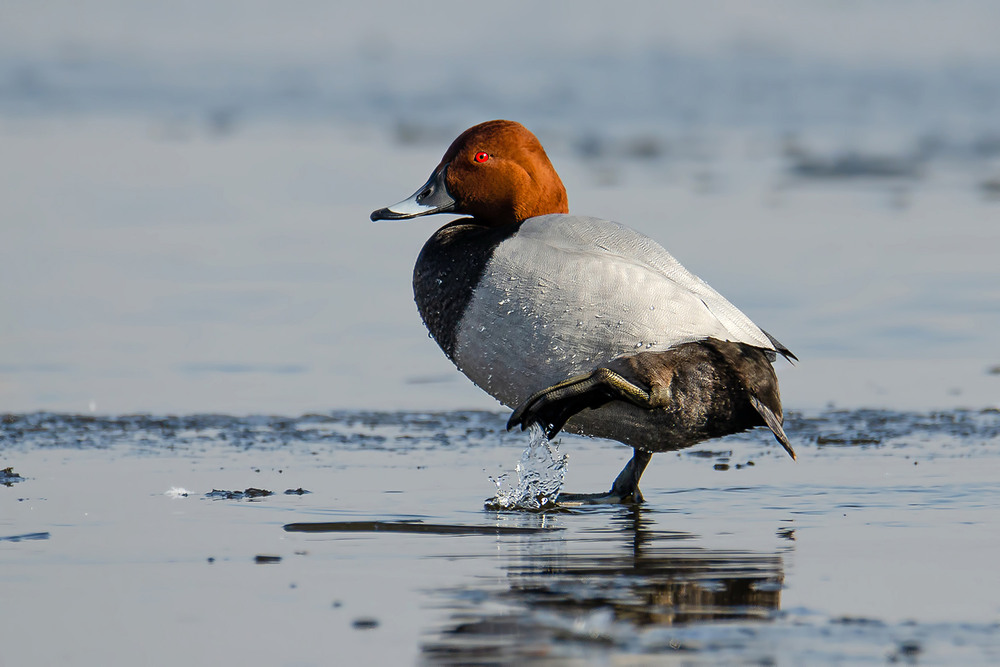 Фотографія Красноглазый / Оксана Маховская / photographers.ua