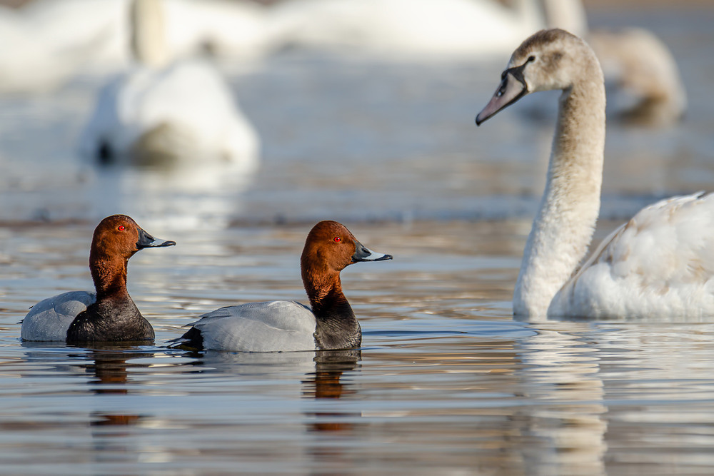 Фотографія Нырки среди лебедей / Оксана Маховская / photographers.ua