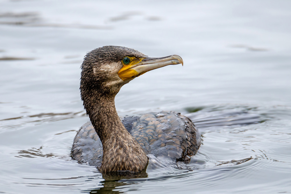 Фотографія Портрет молодого баклана / Оксана Маховская / photographers.ua