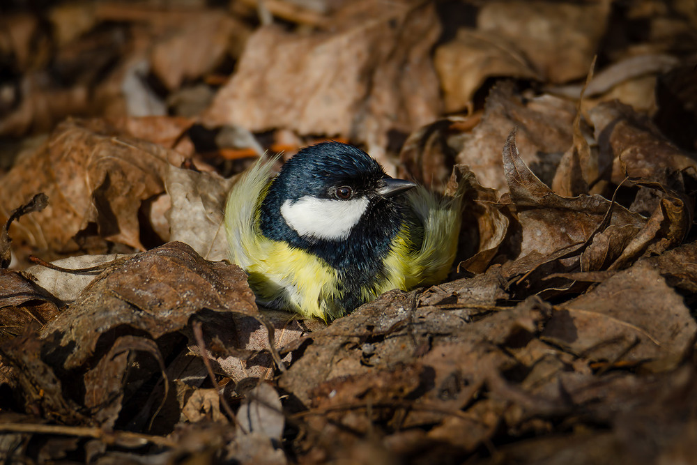 Фотографія Устроилась / Оксана Маховская / photographers.ua